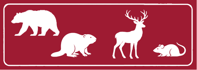 Tamiasciurus hudsonicus